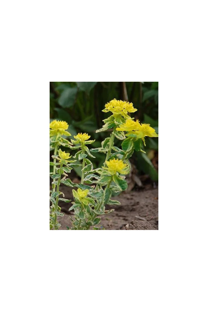 Wilczomlecz Lacey, wilczomlecz, Euphorbia, Euphorbia polychroma