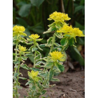 Wilczomlecz Lacey, wilczomlecz, Euphorbia, Euphorbia polychroma