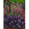Żurawka 'Grape Expectations' | Heuchera