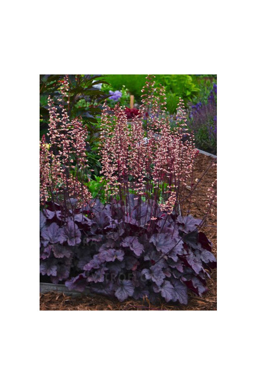 Żurawka 'Grape Expectations' | Heuchera