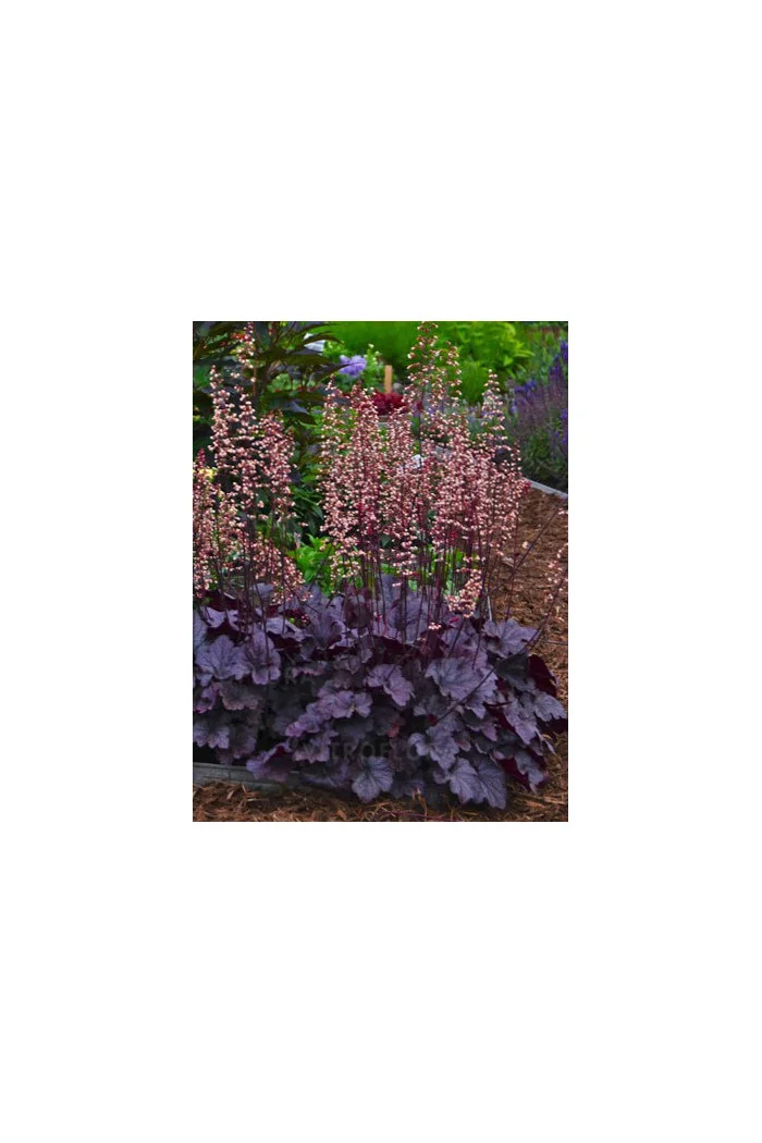 Żurawka 'Grape Expectations' | Heuchera