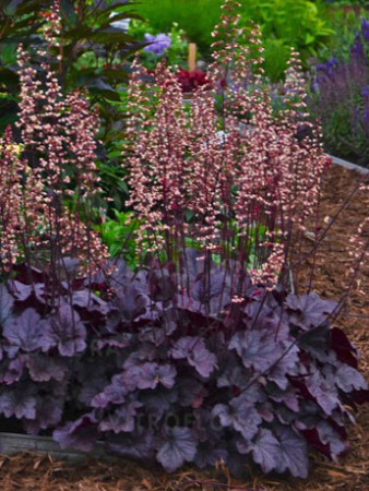 Żurawka 'Grape Expectations' | Heuchera