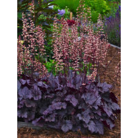Żurawka 'Grape Expectations' | Heuchera