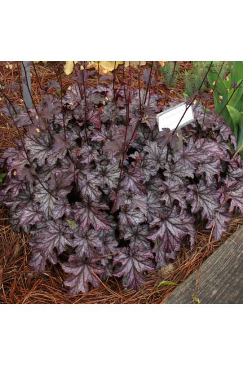 Żuraweczka 'Blackberry Jam' Heuchera