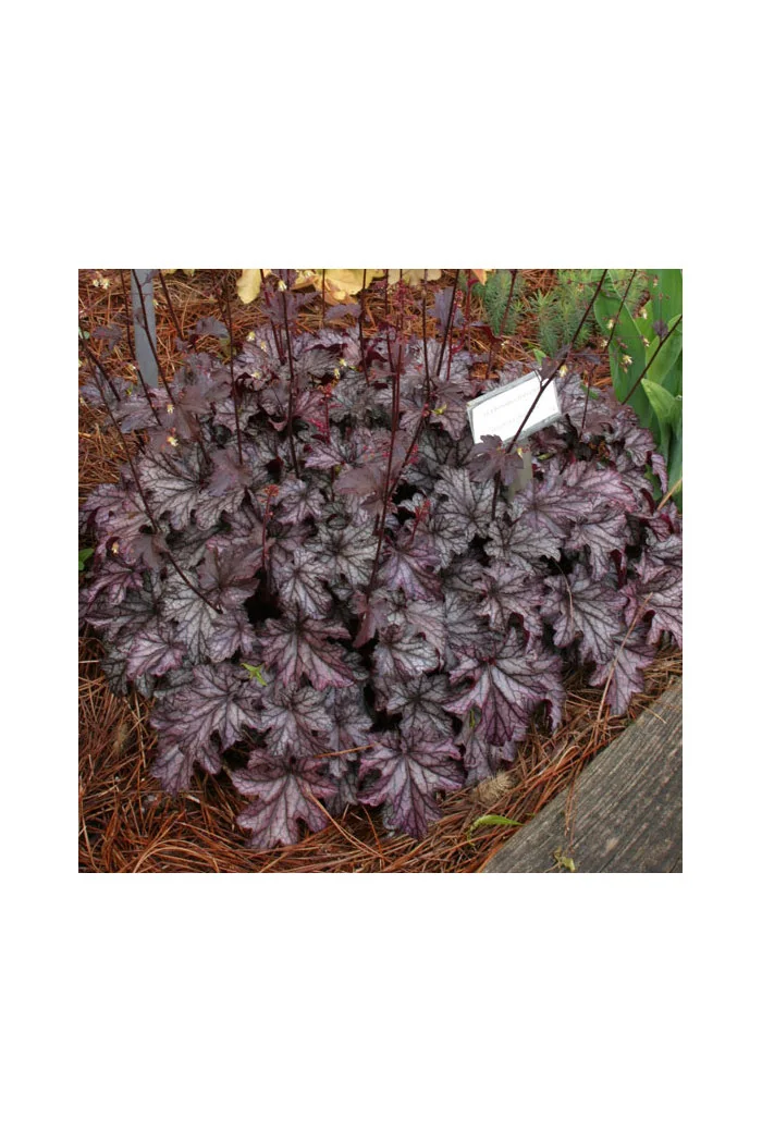 Żuraweczka 'Blackberry Jam' Heuchera