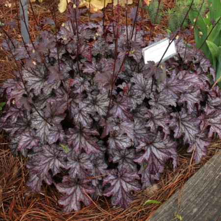 Żuraweczka 'Blackberry Jam' Heuchera