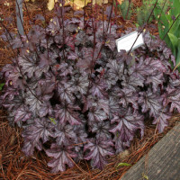 Żuraweczka 'Blackberry Jam' Heuchera