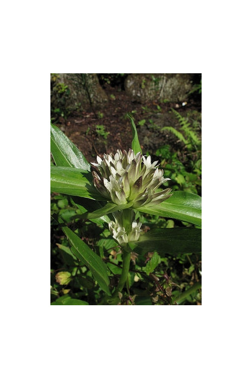 Goryczka tybetańska Gentiana tibetica