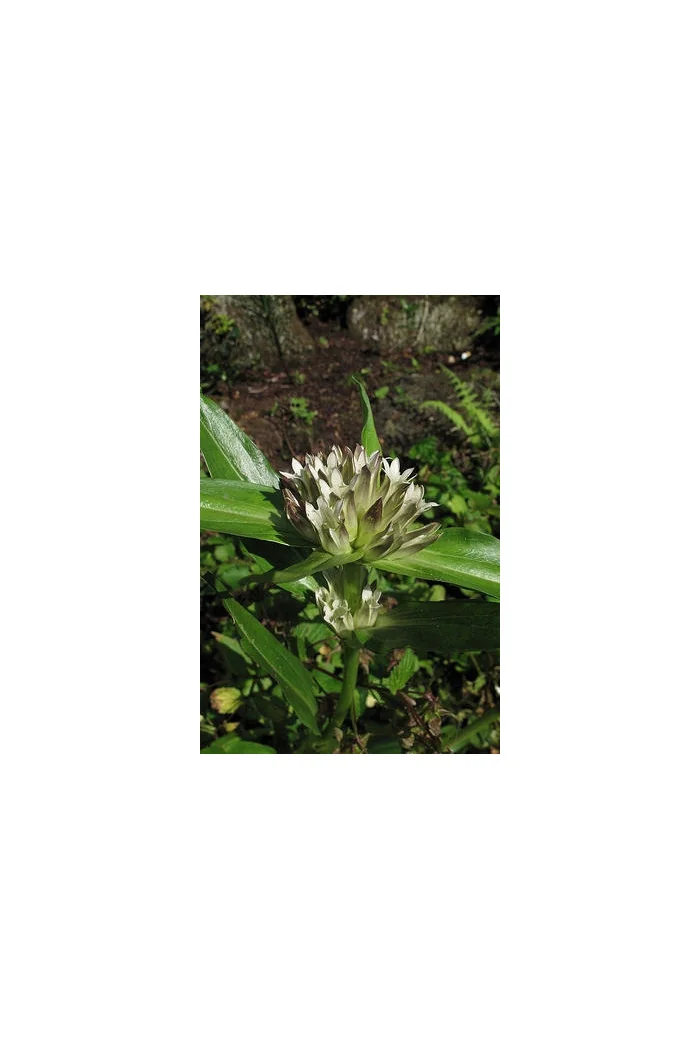 Goryczka tybetańska Gentiana tibetica