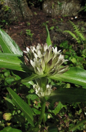 Goryczka tybetańska Gentiana tibetica