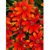 Nachyłek 'Ladybird' | Coreopsis