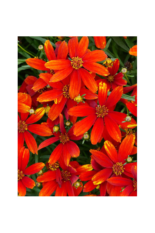 Nachyłek 'Ladybird' | Coreopsis