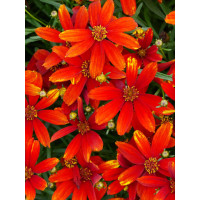 Nachyłek 'Ladybird' | Coreopsis