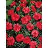 Goździk postrzępiony 'Heidi' Dianthus plumarius