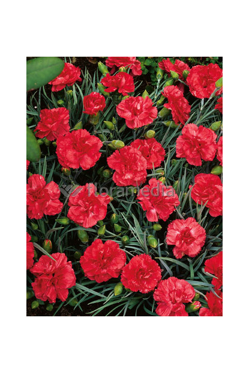 Goździk postrzępiony 'Heidi' Dianthus plumarius