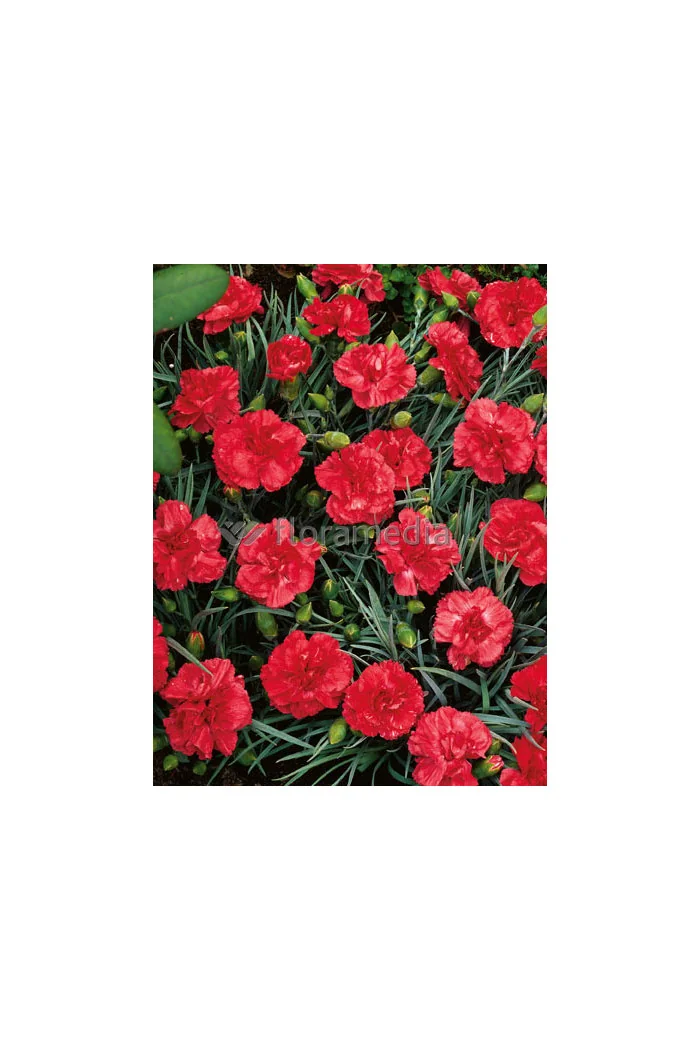 Goździk postrzępiony 'Heidi' Dianthus plumarius
