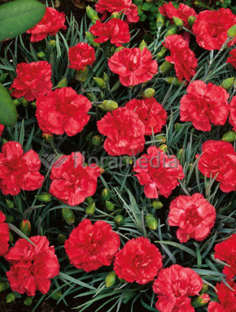 Goździk postrzępiony 'Heidi' Dianthus plumarius