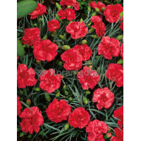 Goździk postrzępiony 'Heidi' Dianthus plumarius