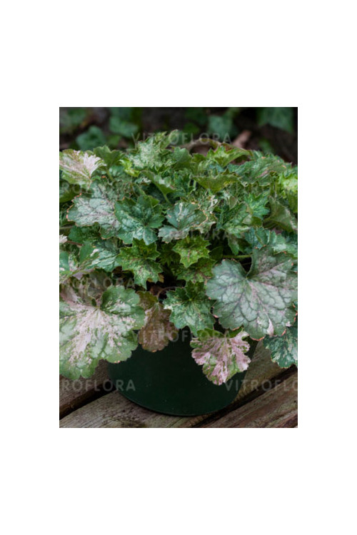 Żurawka 'Dew Drops' | Heuchera