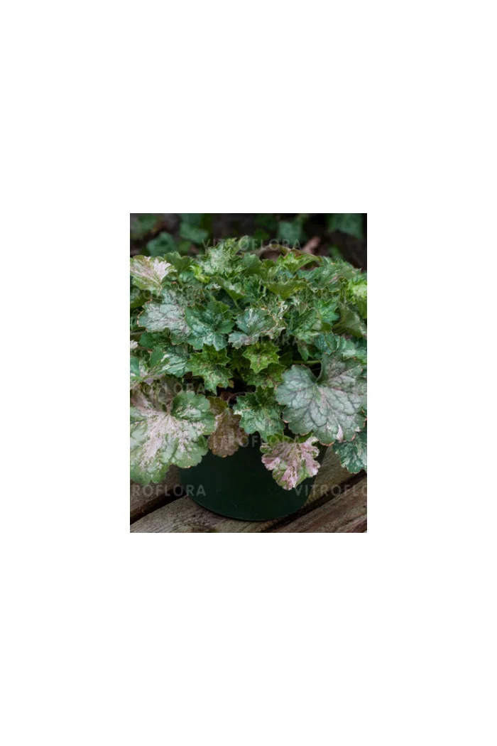 Żurawka 'Dew Drops' | Heuchera