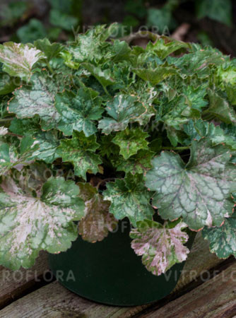 Żurawka 'Dew Drops' | Heuchera