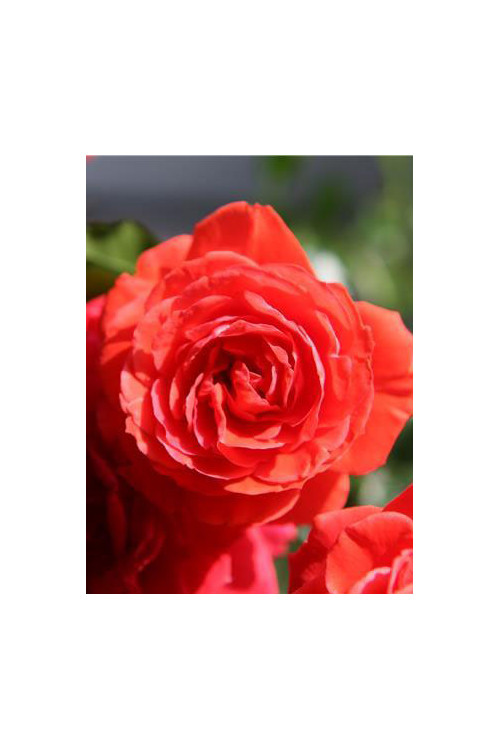 Róża 'Liwa Courtyard' (pnąca, pachnąca) Rosa