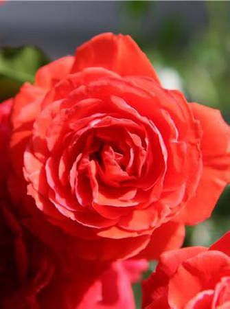 Róża 'Liwa Courtyard' (pnąca, pachnąca) Rosa