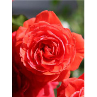 Róża 'Liwa Courtyard' (pnąca, pachnąca) Rosa