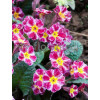 Pierwiosnek 'Dark Rosaleen' Primula