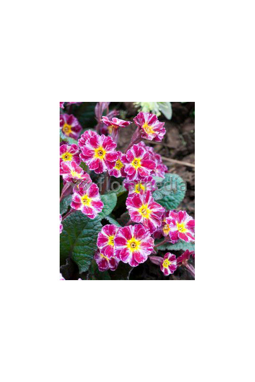 Pierwiosnek 'Dark Rosaleen' Primula