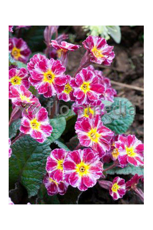 Pierwiosnek 'Dark Rosaleen' Primula