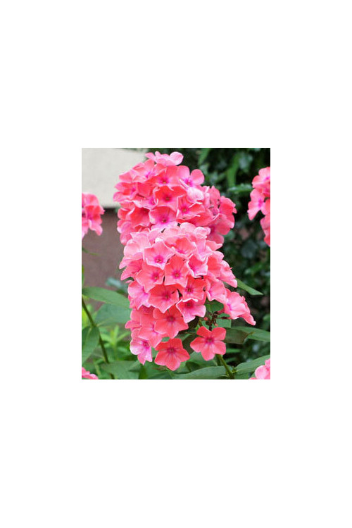Floks wiechowaty 'Sweet Summer Dream' | Phlox paniculata