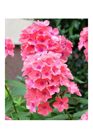 Floks wiechowaty 'Sweet Summer Dream' | Phlox paniculata