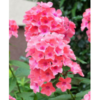 Floks wiechowaty 'Sweet Summer Dream' | Phlox paniculata