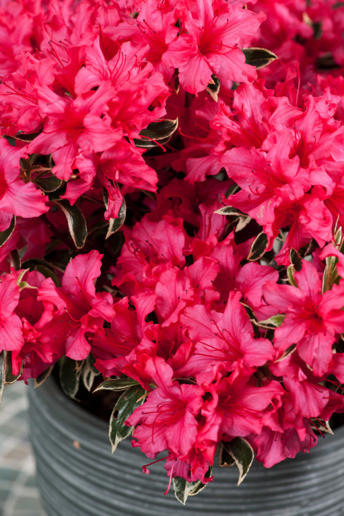 Azalia japońska 'Silver Sword' | Azalea japonica