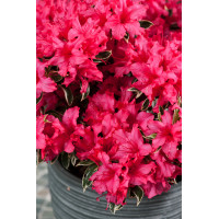 Azalia japońska 'Silver Sword' | Azalea japonica