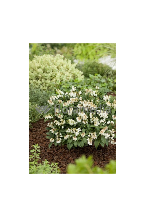 Pieris japoński 'Cupido' Pieris japonica