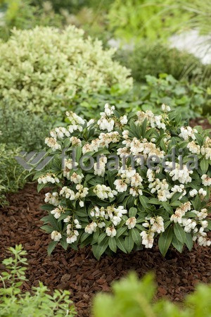 Pieris japoński 'Cupido' Pieris japonica