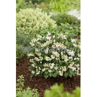 Pieris japoński 'Cupido' Pieris japonica