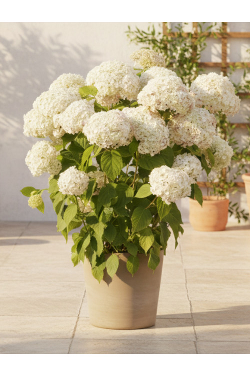 Hortensja drzewiasta 'Marshmallow' | Hydrangea arborescens