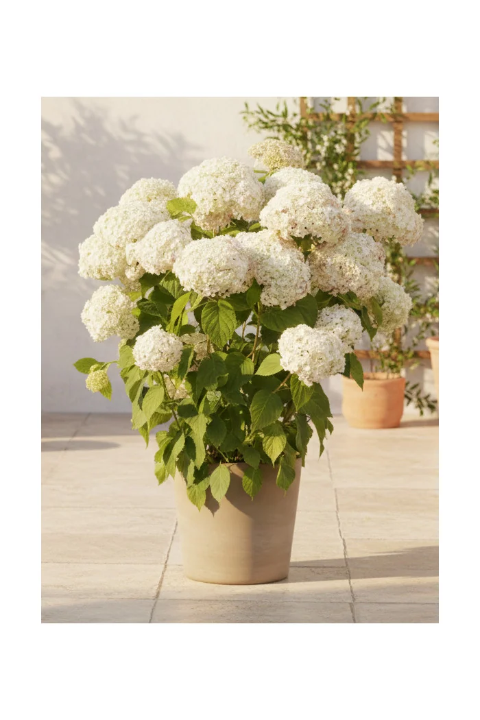 Hortensja drzewiasta 'Marshmallow' | Hydrangea arborescens