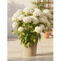 Hortensja drzewiasta 'Marshmallow' | Hydrangea arborescens