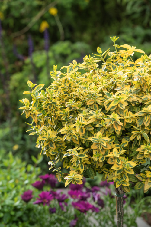 trzmielina, Euonymus