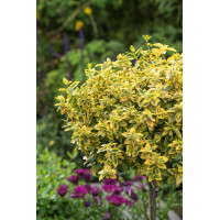 trzmielina, Euonymus