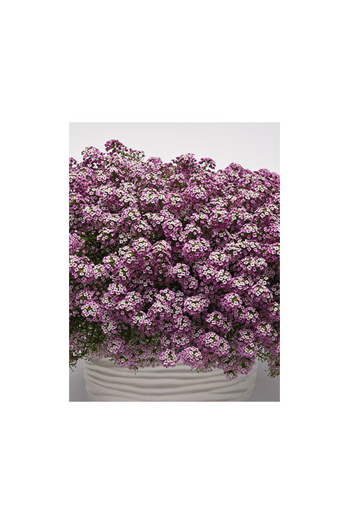 Smagliczka różowa div class'lat' Lobularia /div