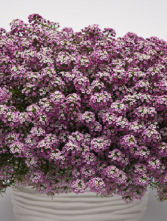 Smagliczka różowa div class'lat' Lobularia /div