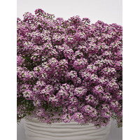 Smagliczka różowa div class'lat' Lobularia /div