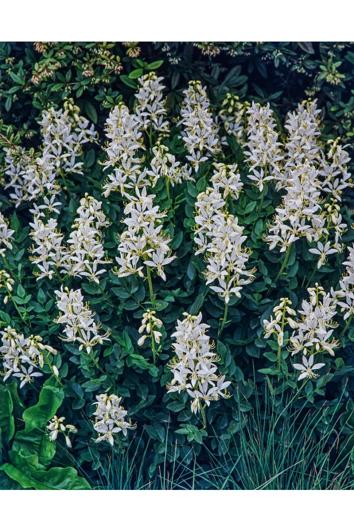Dyptam jesionolistny 'Albiflorus' | Dictamnus albus
