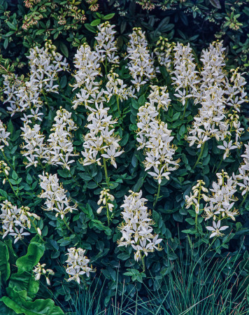 Dyptam jesionolistny 'Albiflorus' | Dictamnus albus