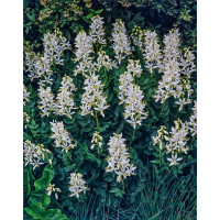 Dyptam jesionolistny 'Albiflorus' | Dictamnus albus